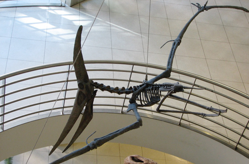 pteranodon skeleton