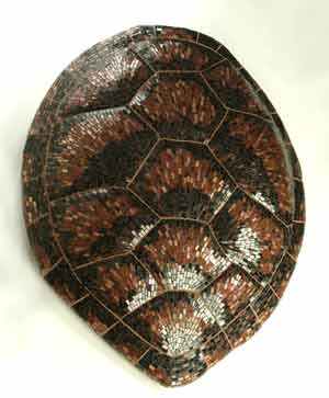 creative mosaic shell