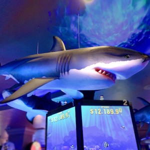 shark week casino display